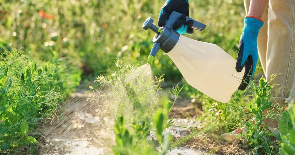 controle de pragas em Feira de Santana
