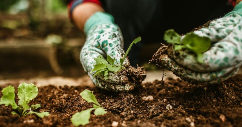 manutenção de jardins em Feira de Santana