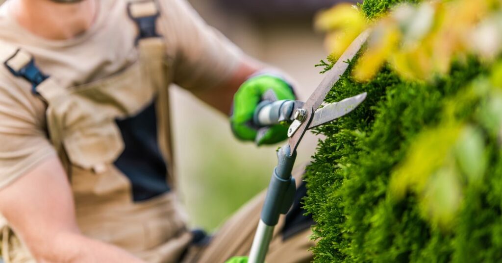 poda e plantio em Feira de Santana